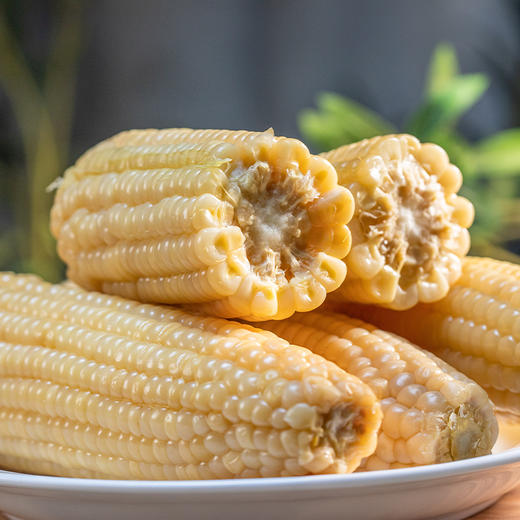 五常甜糯玉米 |  2025年新鲜上市 口感细腻 鲜嫩香糯 颗粒饱满 黑土地种植 新鲜采摘 真空独立包装 商品图7
