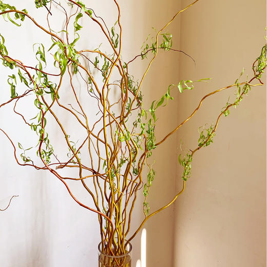 菜头商城 聊寄一枝春，云南懒人插花之〔黄金龙柳〕 A级 一束8-10枝（8-10枝包含2枝防损） 商品图2