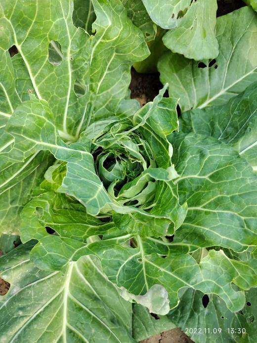 牛心包 商品图2