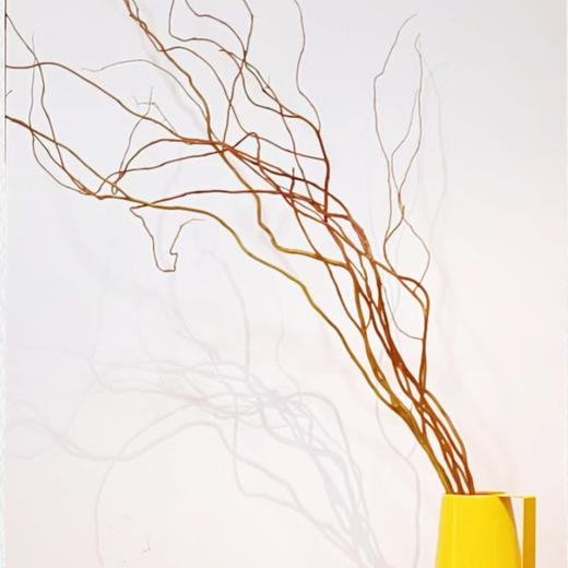 菜头商城 聊寄一枝春，云南懒人插花之〔黄金龙柳〕 A级 一束8-10枝（8-10枝包含2枝防损） 商品图5