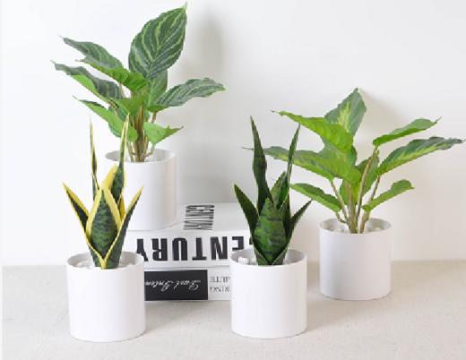 咋咔仿真花TMZ96363y1809-1 中号杯  10片万年青 深绿 商品图0