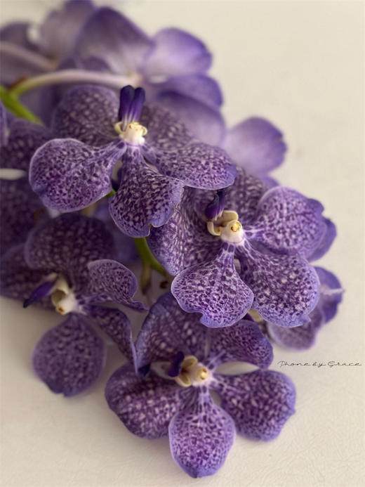 精品进口胡姬花万代兰鲜切花1支 商品图5