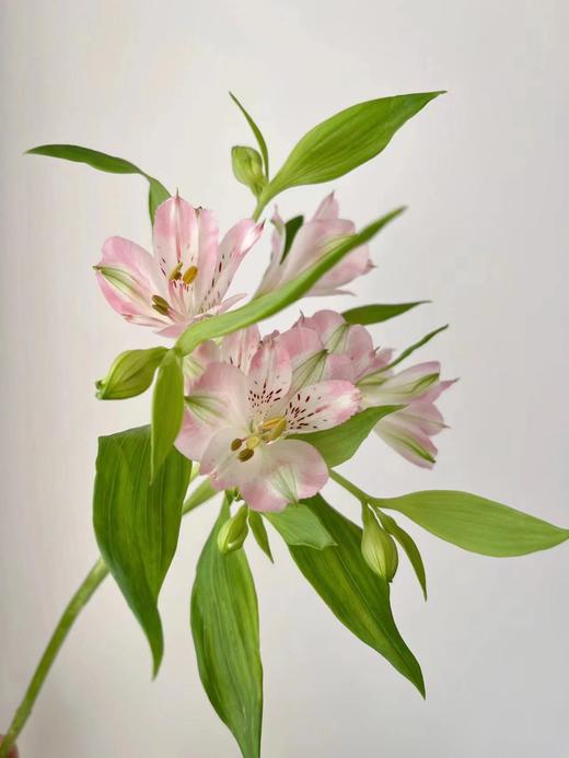 水仙百合（六出花） 商品图1