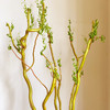 菜头商城 聊寄一枝春，云南懒人插花之〔黄金龙柳〕 A级 一束8-10枝（8-10枝包含2枝防损） 商品缩略图1