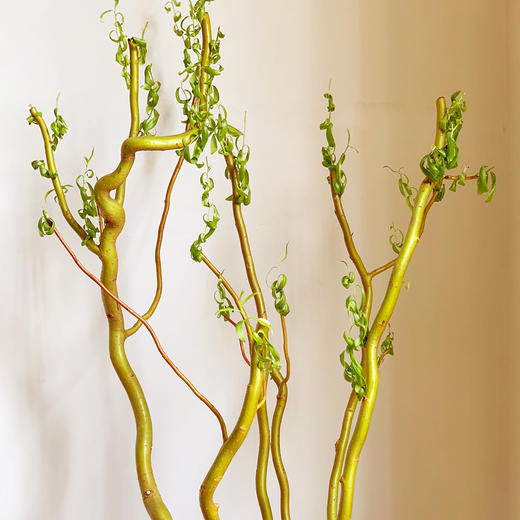 菜头商城 聊寄一枝春，云南懒人插花之〔黄金龙柳〕 A级 一束8-10枝（8-10枝包含2枝防损） 商品图1