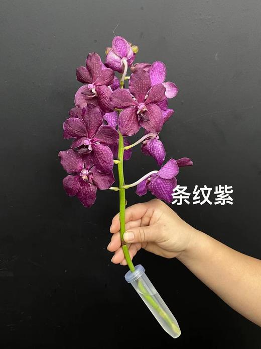 精品进口胡姬花万代兰鲜切花1支 商品图13