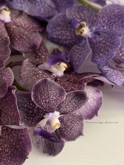 精品进口胡姬花万代兰鲜切花1支 商品图3