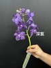 精品进口胡姬花万代兰鲜切花1支 商品缩略图10