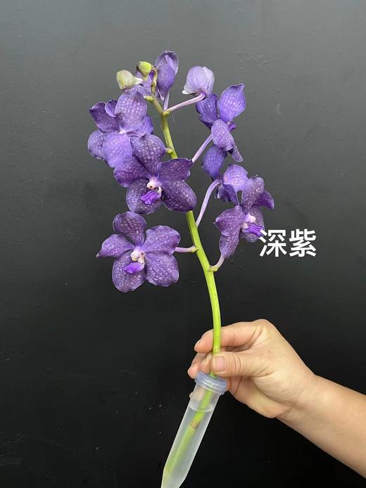 精品进口胡姬花万代兰鲜切花1支 商品图10