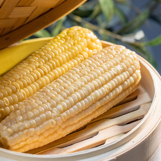 五常甜糯玉米 |  2025年新鲜上市 口感细腻 鲜嫩香糯 颗粒饱满 黑土地种植 新鲜采摘 真空独立包装 商品图2