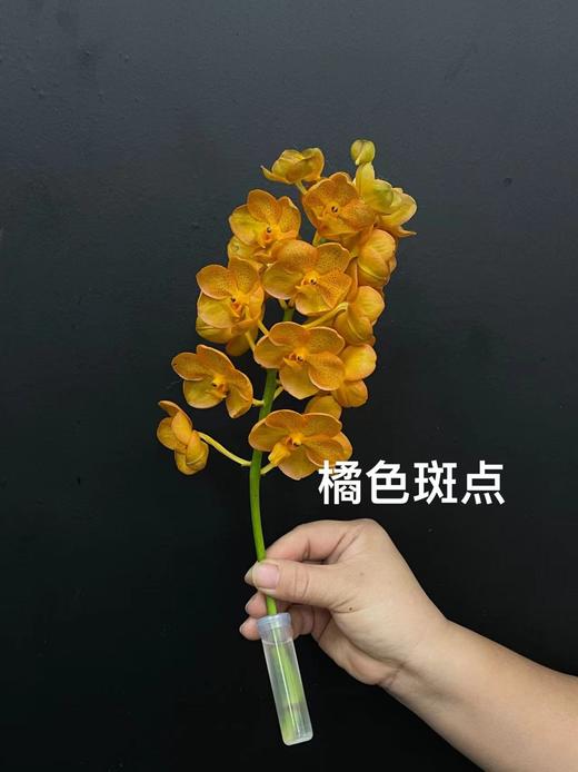 精品进口胡姬花万代兰鲜切花1支 商品图7