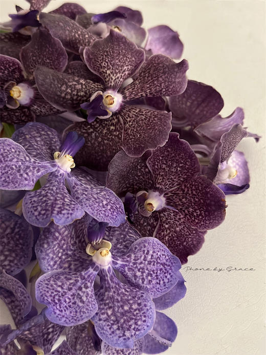 精品进口胡姬花万代兰鲜切花1支 商品图2