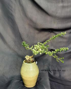 中式圆锥灰绿盆-六月雪