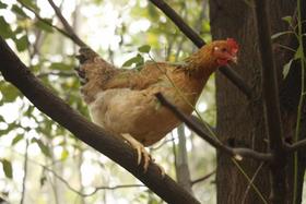 本家老母鸡（4斤左右，36个月）提前一天预定