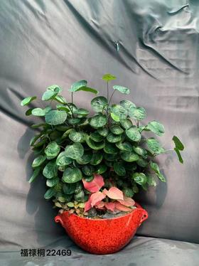 红花纹盆-福禄桐