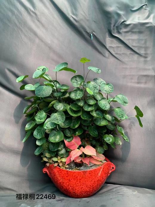 红花纹盆-福禄桐 商品图0