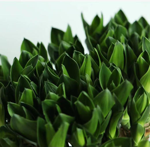 龙竹（5支） 商品图2