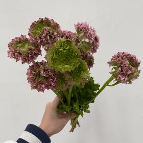 配花 ｜ 锦鲤洋牡丹粉色