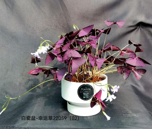 白色矮圆柱盆-幸运草 商品图0