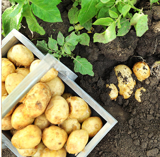 庆连干菜 土豆干#250g/袋*5 商品图4