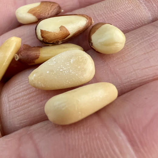 东北开口大松子 商品图1