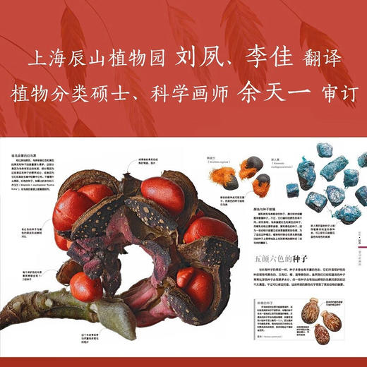 DK植物大百科 新版 英国DK出版社 著 科普读物 商品图3