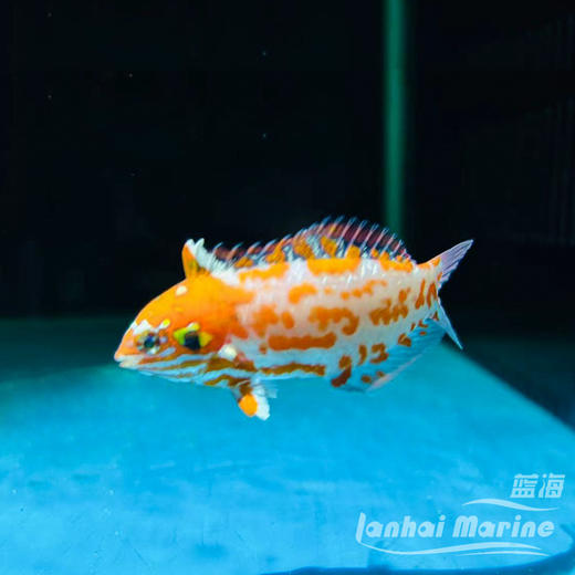 澳洲豹龙 商品图9