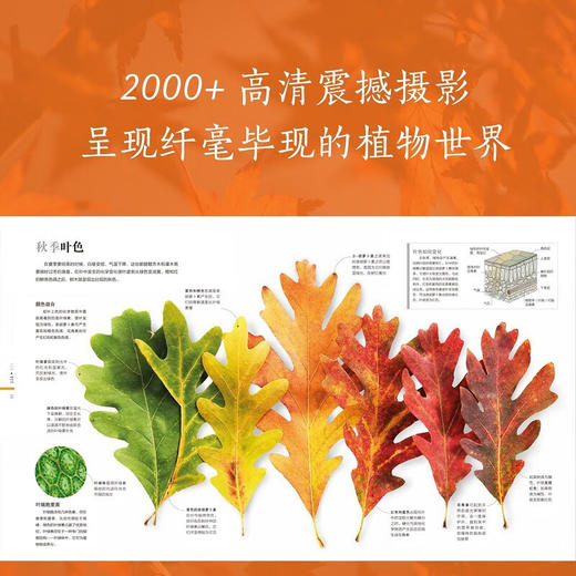 DK植物大百科 新版 英国DK出版社 著 科普读物 商品图1