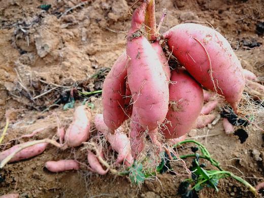 洛嘉有机烟薯5斤装（有机认证，红薯，蜜薯） 商品图2
