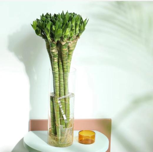 龙竹（5支） 商品图0