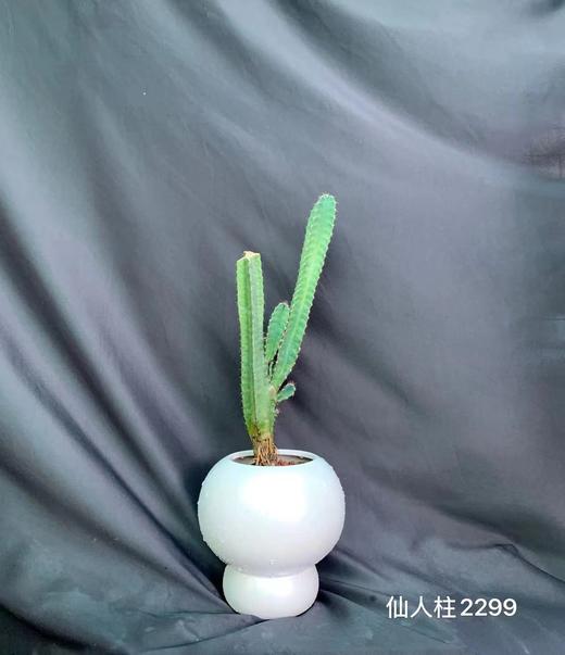 圆白球盆-仙人柱 商品图0