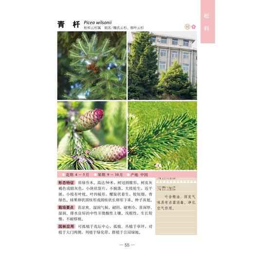 300种芳香植物识别图鉴 彩图典藏版 商品图1