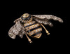 独角鹿西洋古董珠宝首饰金银叠打黄钻黑玛瑙镶嵌珐琅蜜蜂造型胸针 商品缩略图4