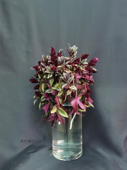 玻璃柱瓶-吊竹梅 商品图0