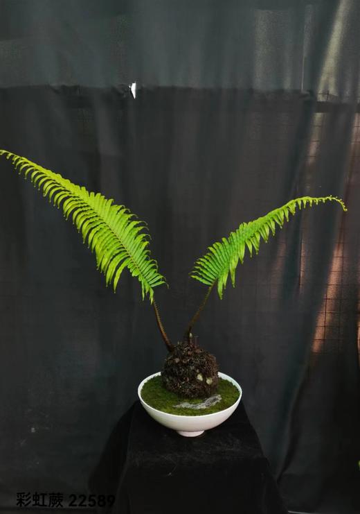 宽口白盆-彩虹蕨 商品图0