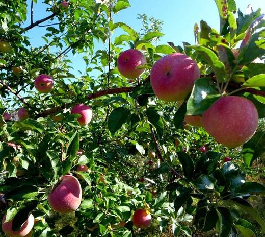 沙漠有机苹果 | 下单三天左右发货 | 基地直发*Organic desert apples 商品图1