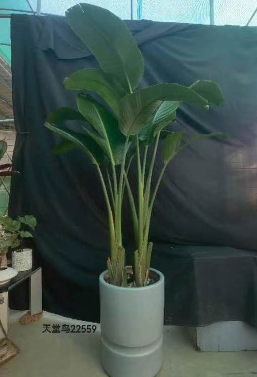 竖长灰双节盆-天堂鸟 商品图0