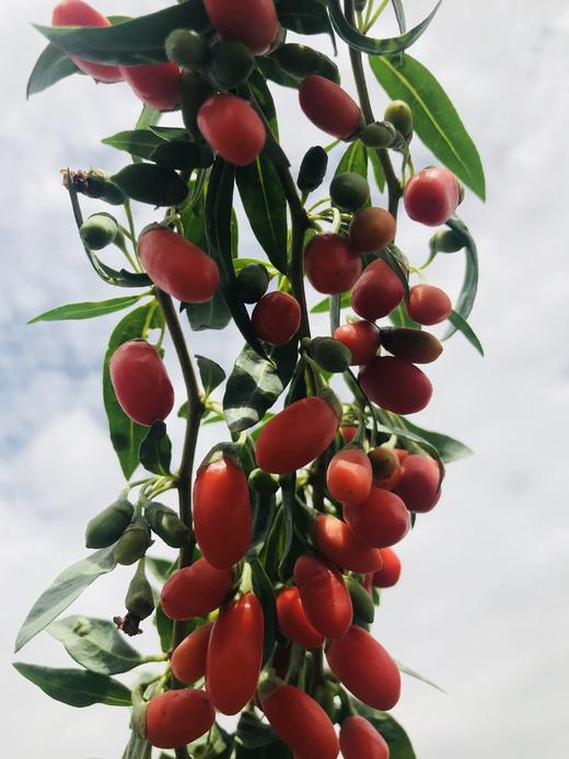 红枸杞干 一包500g 商品图3