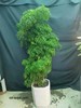 竖方长盆-羽叶福禄桐 商品缩略图0