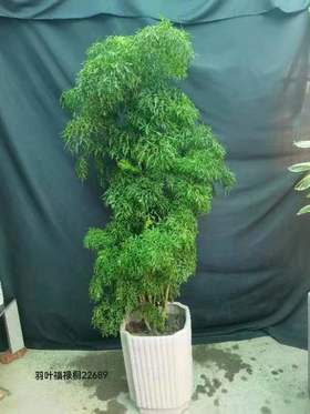 竖方长盆-羽叶福禄桐