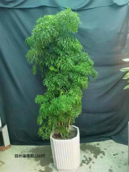 竖方长盆-羽叶福禄桐 商品图0