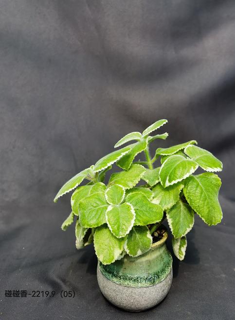 圆球盆-碰碰香 商品图0