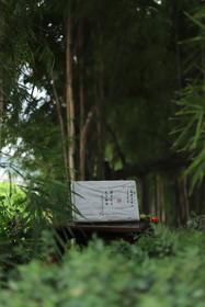 青山美意林逢阳祥云元年纪念砖  5斤装