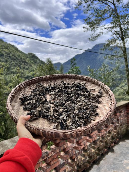 【秦岭野生干木耳 | 青川秋耳】秦岭大巴山深处自然生长 肉质鲜嫩口感顺滑 轻薄不压秤 约17倍泡发率 商品图3
