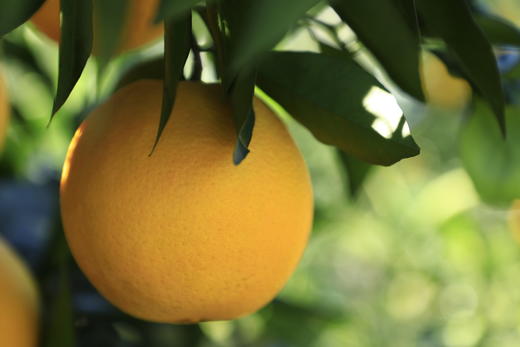 富硒12枚礼盒装（直径80-90mm）璞实有机赣南脐橙 商品图2