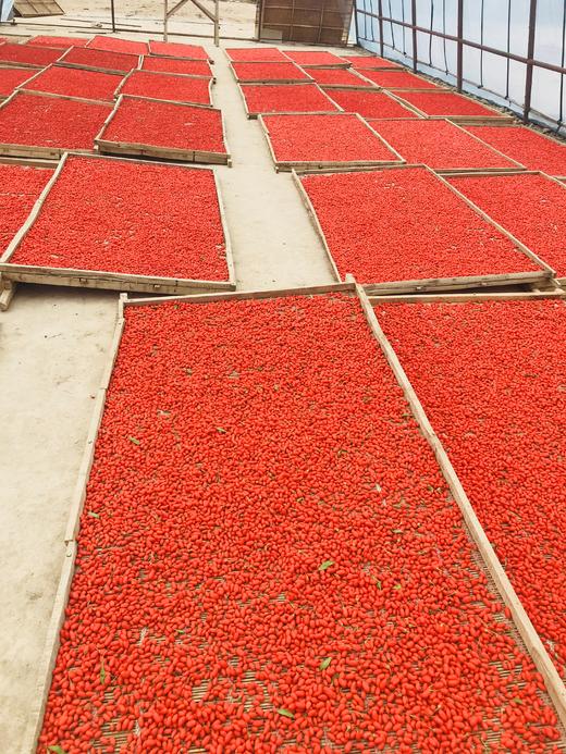 红枸杞干 一包500g 商品图2