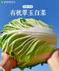 基地包邮 新疆有机翠玉大白菜 8斤±200g（一棵或两棵随机） 商品缩略图3