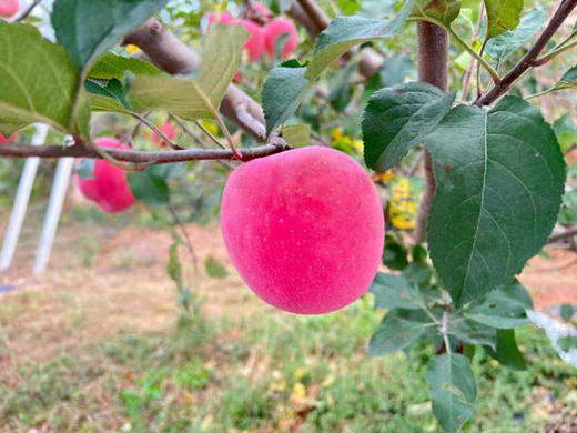 有机红富士苹果10斤装 商品图9