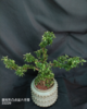 柱形凸点盆-六月雪 商品缩略图0