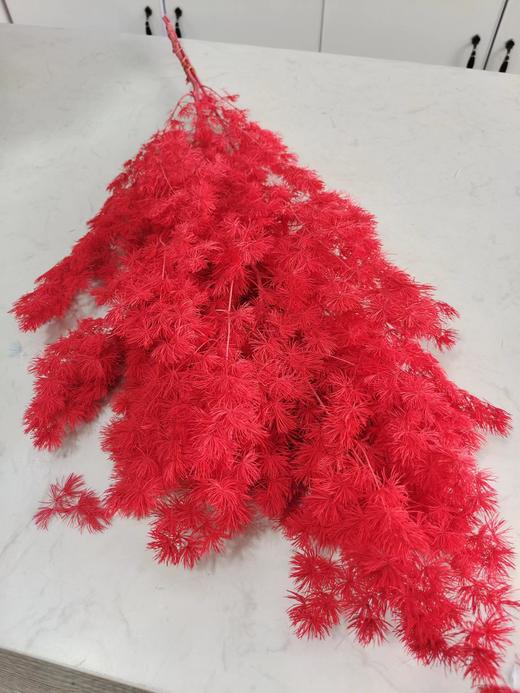 【干花】蓬莱松（寿松）扎，多色可选 商品图5